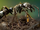 Dinosaur-ants and katydids-Battle bugs