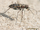 Desert tiger beetle-monster bug wars