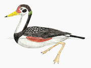 Vegavis restoration