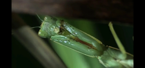 Green Praying Mantis-mbw