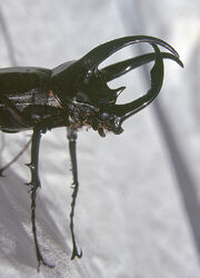 Chalcosoma atlas beetle-(13476479993)