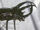 Atlas beetle-Monster bug wars