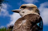 Sid-Kookaburra