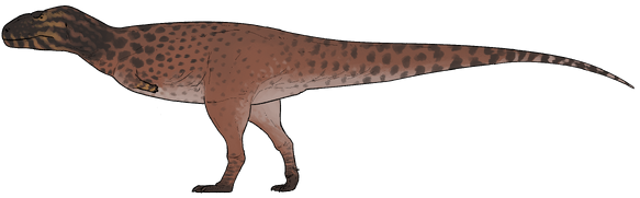 Caletodraco cottardi