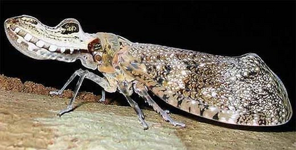 Peanutheadedbug001