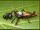 Monster bug wars-assassin bug