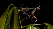 Unicorn-mantis0