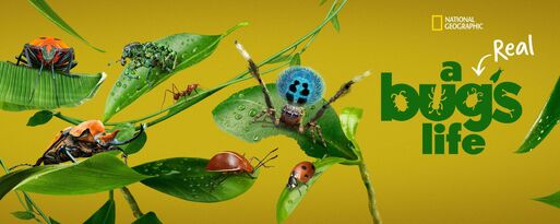 A real bugs life-spiders1