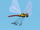 Flame-jewel damselfly wild kratts preview