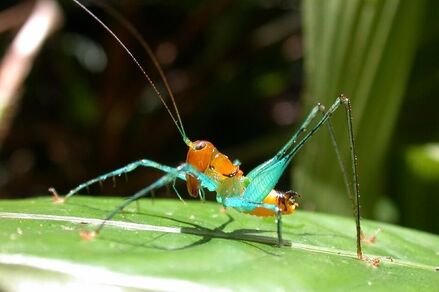 Arachnoscelis-magnifica-candycanekatydid1