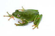 Green treefrog