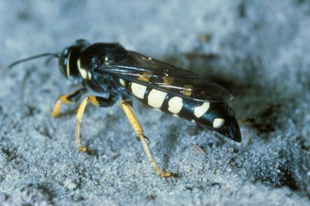 Horse guard wasp