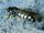 Horse guard wasp alone-Wild Kratts bug adventures