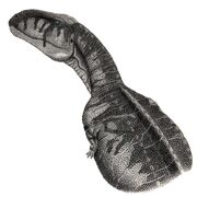 Abelisaurus comahuensis jmallon