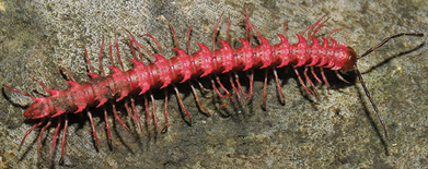 Millipede-Desmoxytes golovatchi