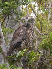 Ruru-morepork-heaphy-track owl