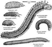 Millipedes-acantherpestes1