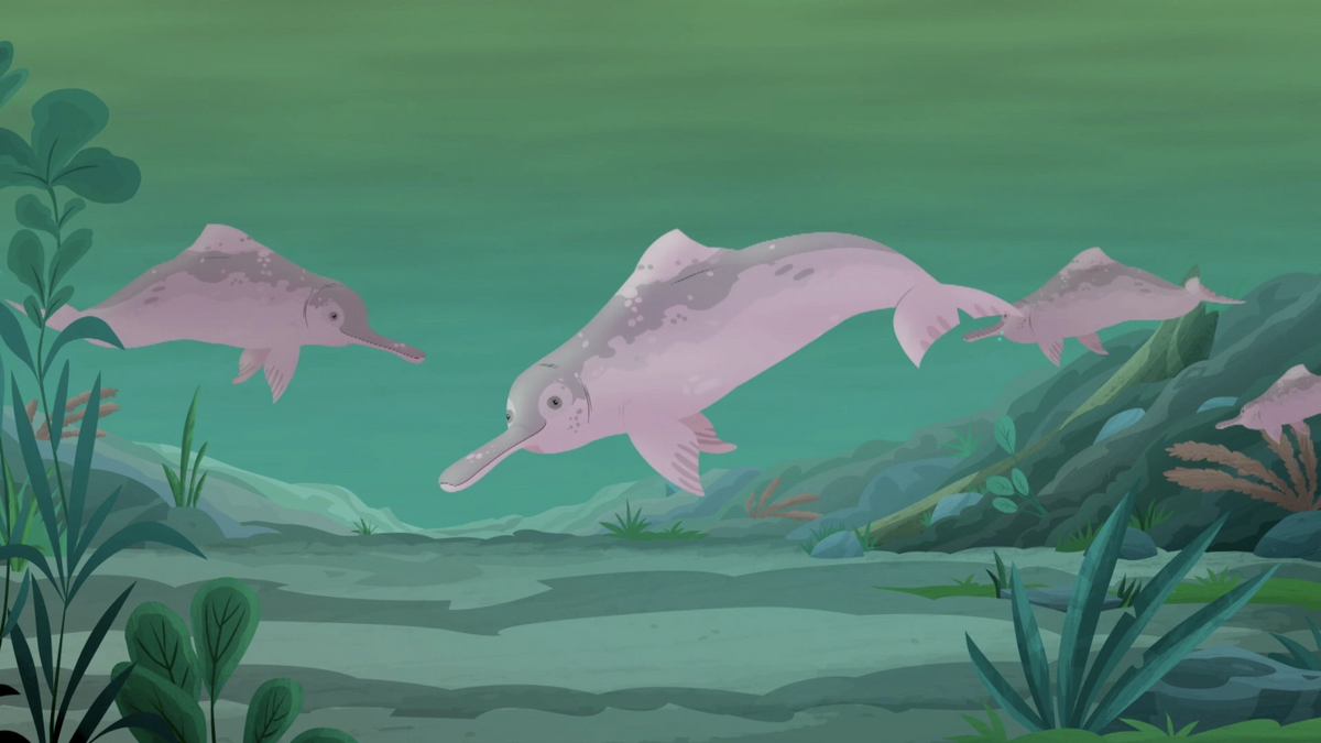 Pink River Dolphin preview-wild kratts | New ideas by Matt Weaver Wiki