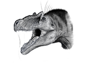 Allosaurus-head1111bw.
