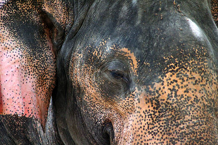 Elephant - Guruvayur