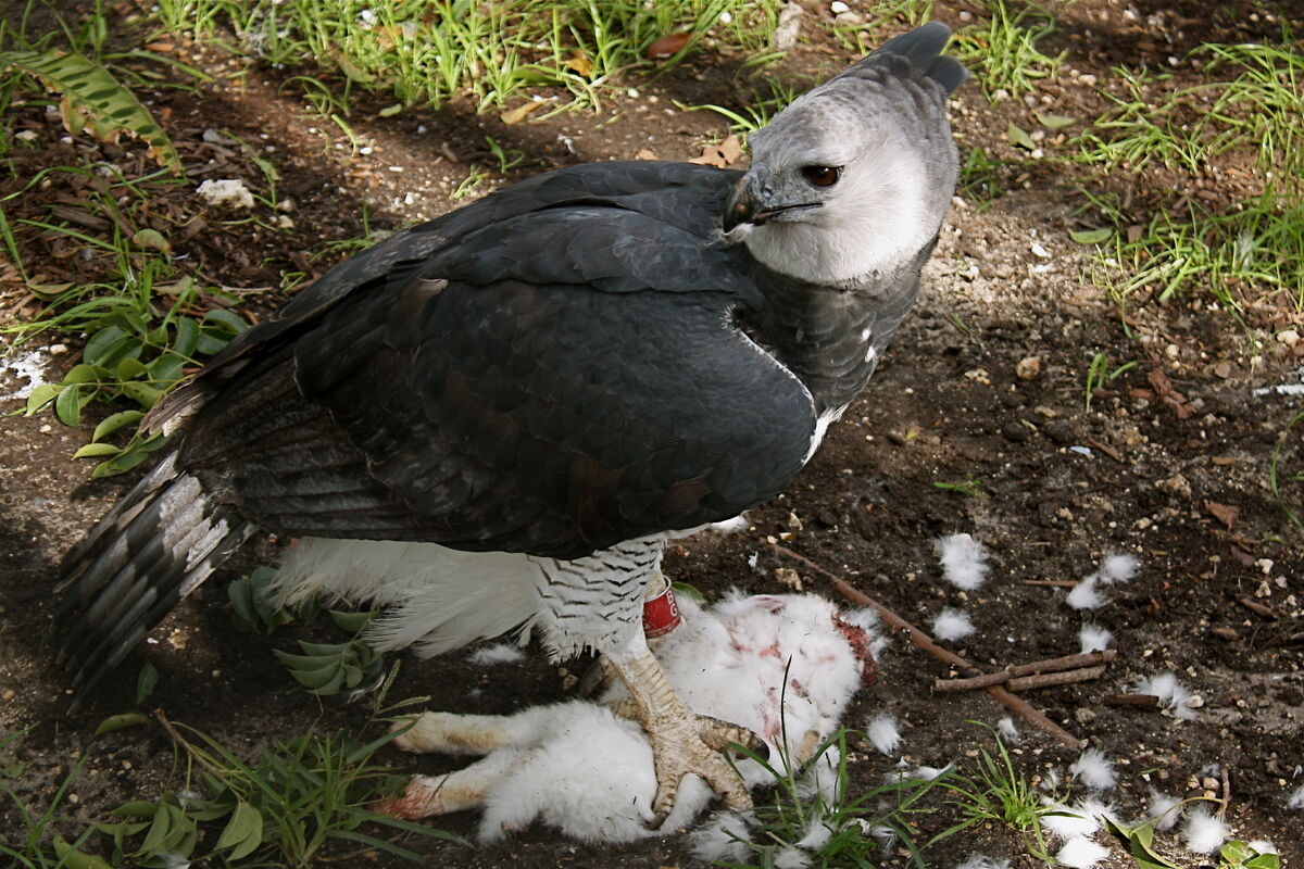 Wild Kratts-Harpy Eagle mission | New ideas by Matt Weaver Wiki | Fandom