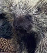 and prickly