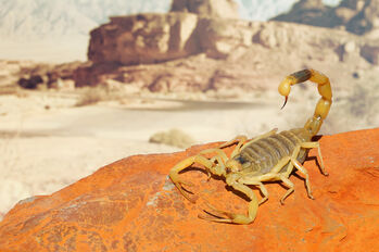Deathstalker-scorpion-battlebugsidea1