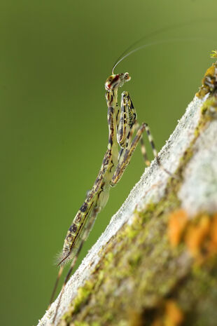 Liturgusa krattorum-lichen mantis