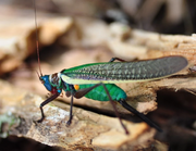 Pretiosa-crayola katydid real life