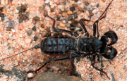 Vinegaroon