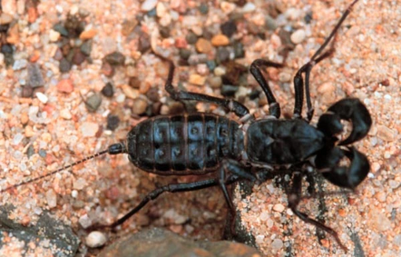 Vinegaroon