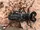 Whip Scorpion-monster bug wars