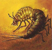Contereobestiolla