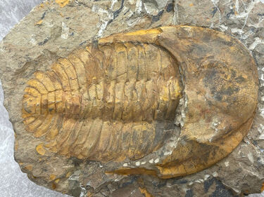 Cambropallas Trilobite