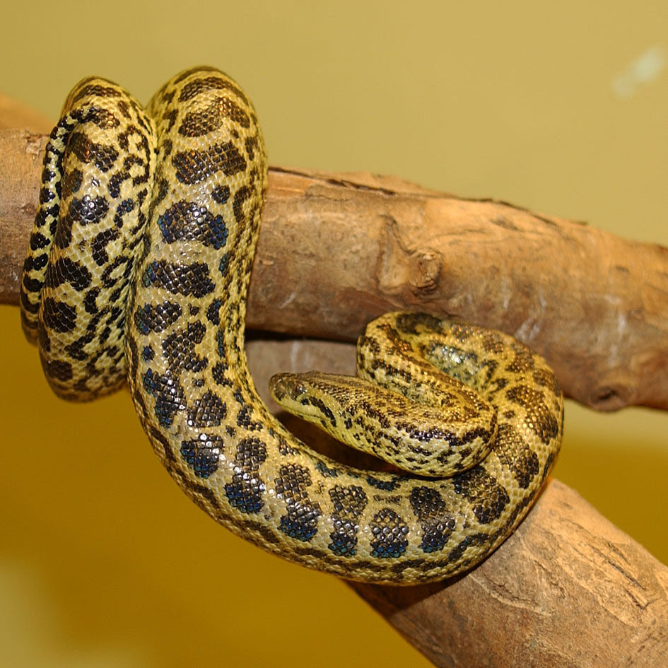 Boa Constrictor, Wild Kratts Wiki