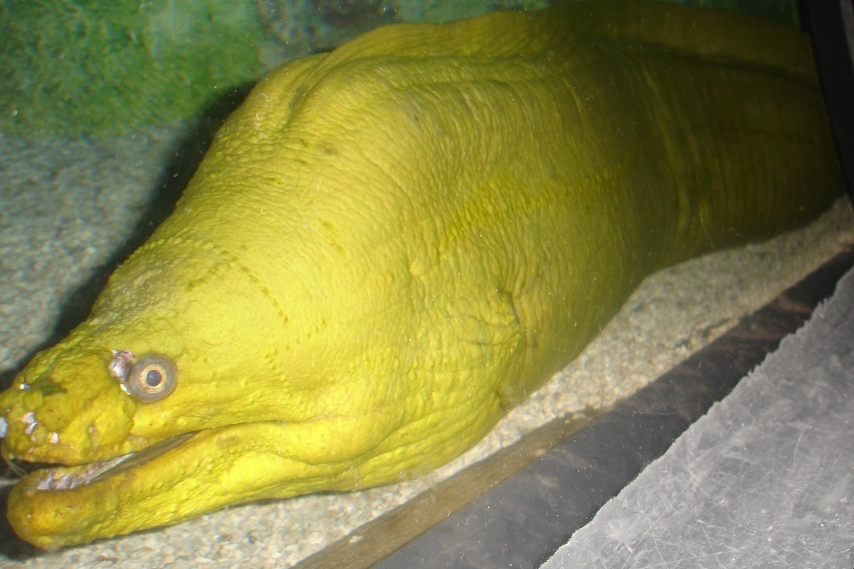 Wild krattsmoray eel power New ideas by Matt Weaver Wiki Fandom
