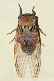 AustralianMuseum cicada specimen 47