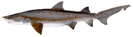 Sandtiger shark (Duane Raver)
