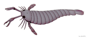20201227 Pterygotus anglicus