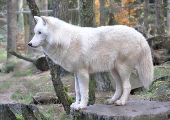 Canis lupus arctos qtl1