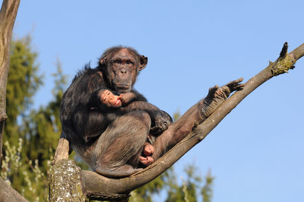 Chimp-1Schimpanse, Pan troglodytes 3