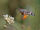 Moth madness-wild kratts bug adventures