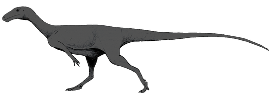 Afromimus LM (gray)