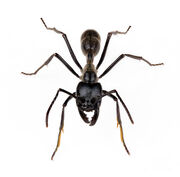 Giant tropical ant 1
