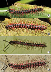 Millipede-2Desmoxytes planata 206415