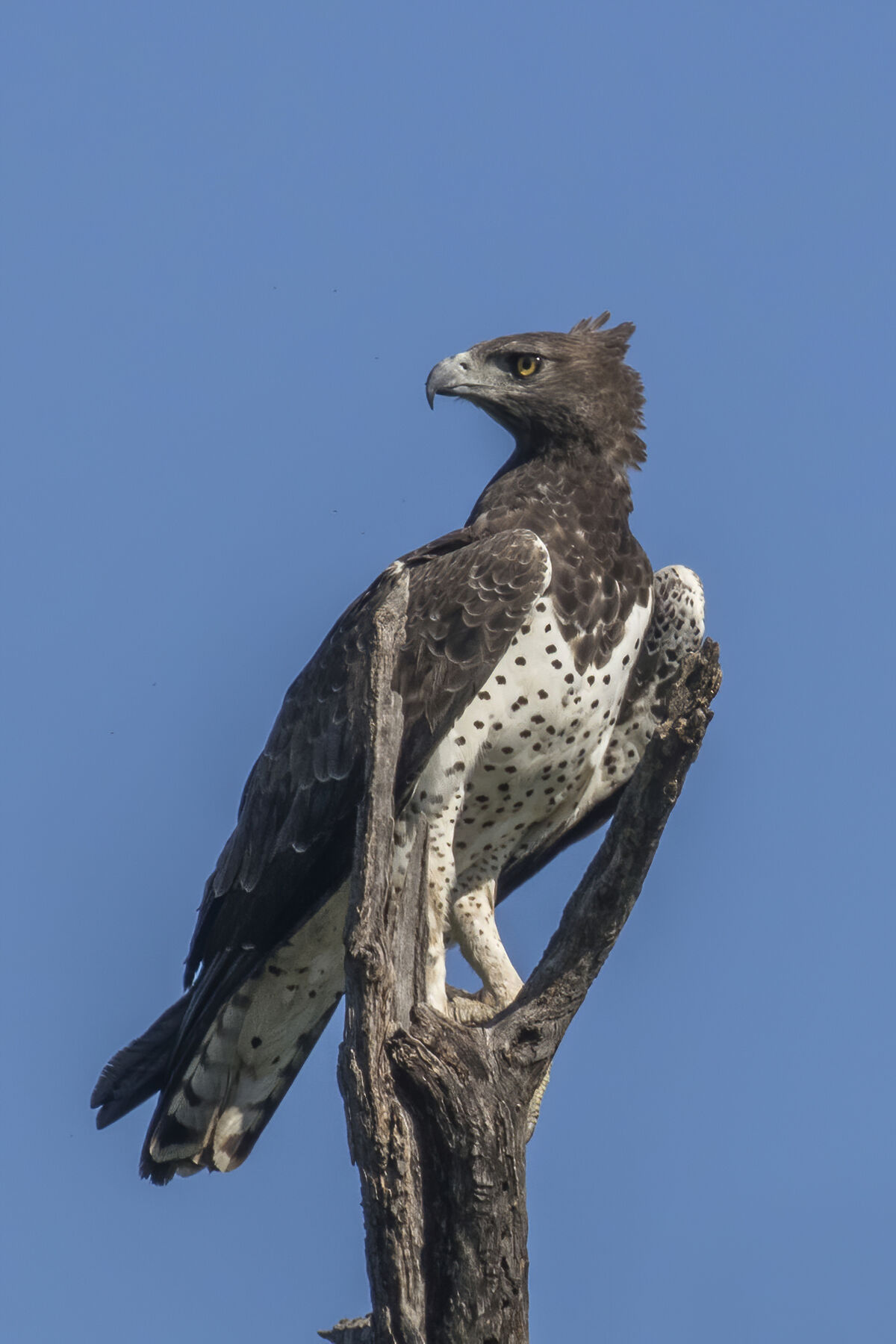 Wild Kratts-Martial Eagle power up | New ideas by Matt Weaver Wiki | Fandom