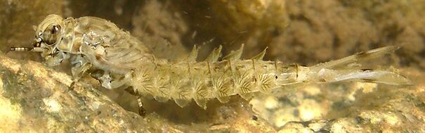 Mayfly instar