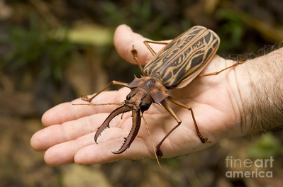 Giant jawed sawyer beetle1