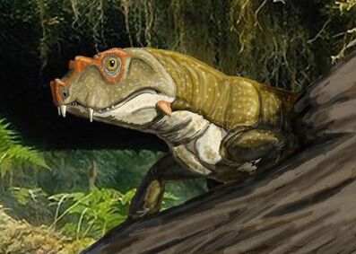 Tetraceratops insignisDB