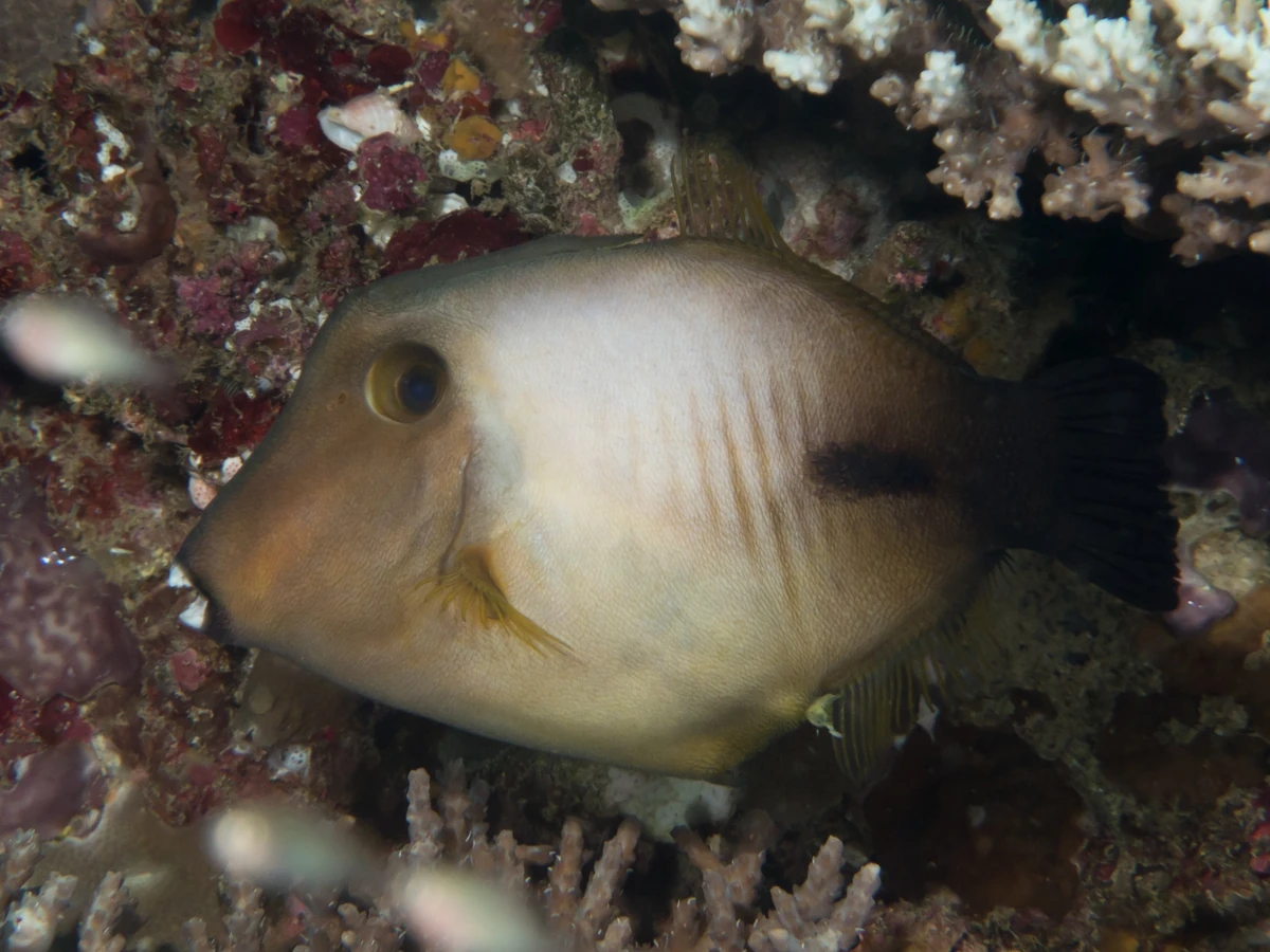 Broom filefish | New ideas by Matt Weaver Wiki | Fandom